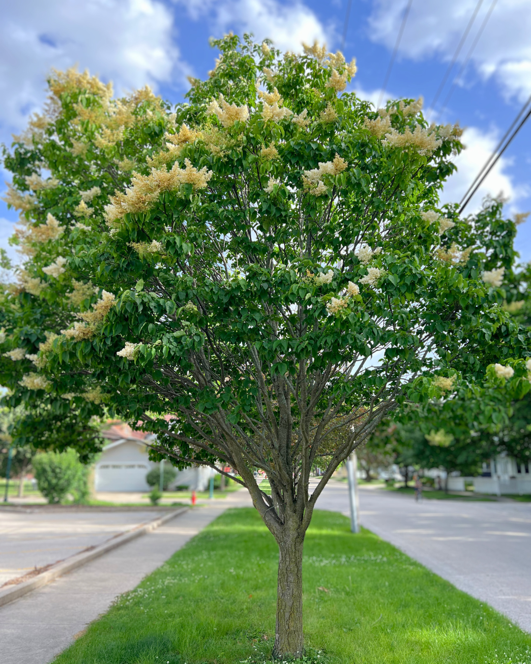 A mature Ivory Silk Lilac on the parkway in full bloom, seen under over head power lines.
